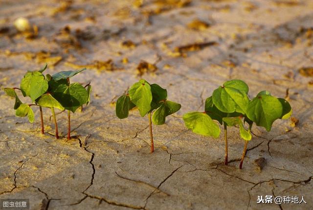 土壤酸堿性對植物生産的影響（土壤酸堿度影響作物生長的一号大病）5