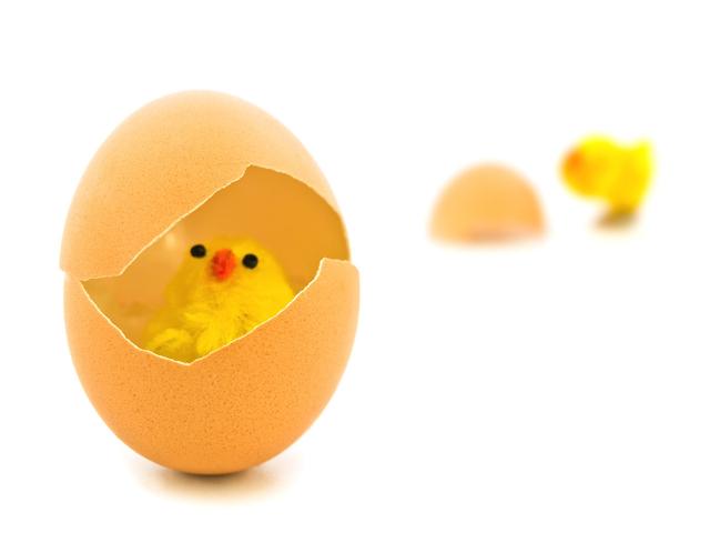雞蛋裡面有什麼才能孵化出小雞（科普一下是不是所有的雞蛋都能孵化出小雞）2