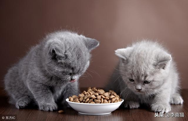 貓咪多久斷奶斷奶後吃什麼（貓咪斷奶以後腸胃功能還不成熟）7