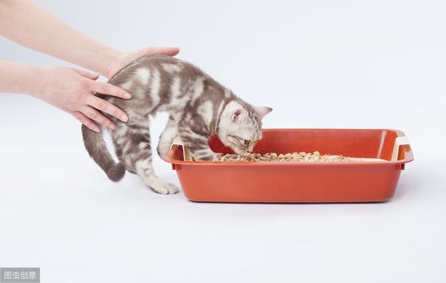 怎麼改掉貓咪尿床的習慣（貓咪為何老尿床）7
