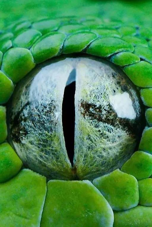 爬蟲的線描畫（Reptileeyes爬蟲的瞳之美）5