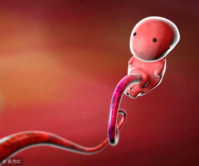從卵子到胎兒發育過程