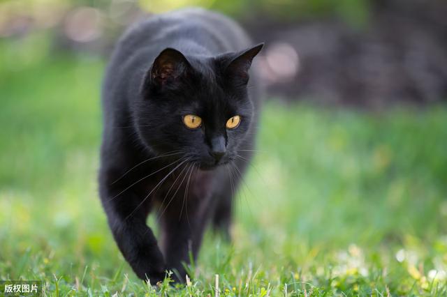 為什麼有這麼多人不敢養黑貓（黑貓為什麼少人養）5