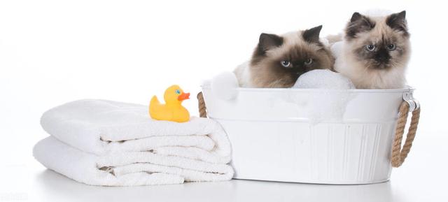多久給貓咪洗澡比較好（怎麼給貓咪洗澡）2