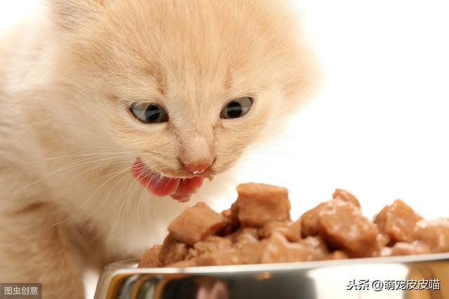 貓吃貓糧拉稀怎麼治（貓吃高蛋白貓糧不耐受）1