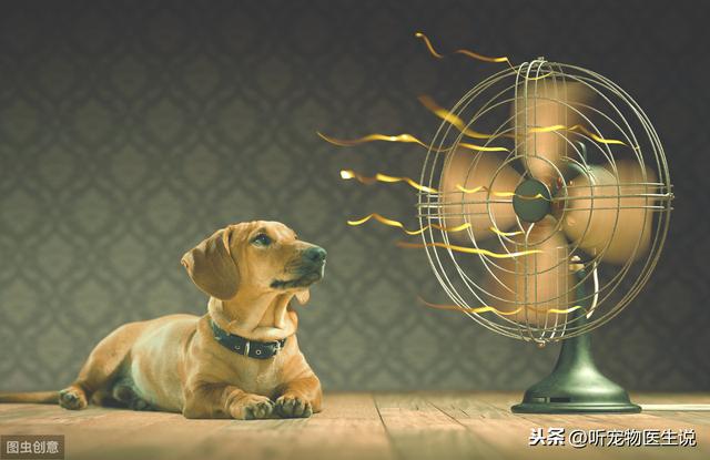 狗狗中暑可以用藿香正氣水洗澡嗎（狗狗急性中暑後用藿香正氣水治療）4