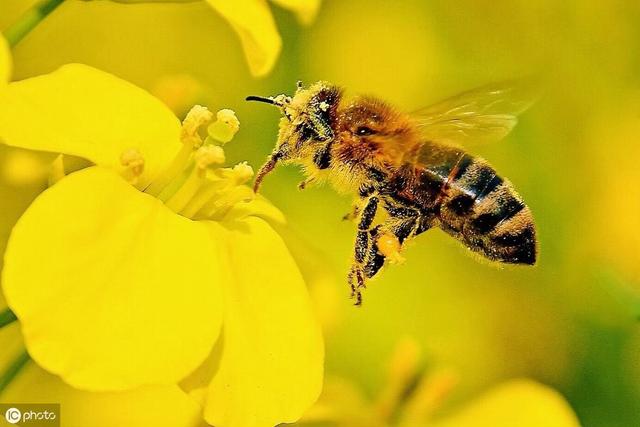 蜂花粉對皮膚的作用和功效有哪些（記住這三個蜂花粉美容養生方法）2