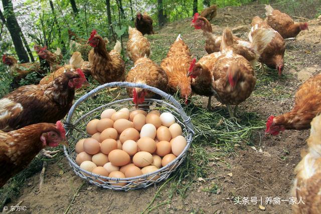 散養雞養殖應具備什麼樣條件（林下散養雞的選種）2