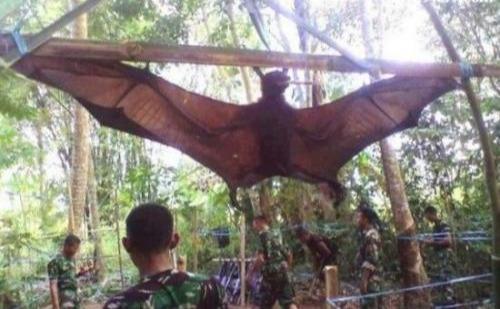 世界上已知被證實過的最大蝙蝠（世界上最大蝙蝠）1