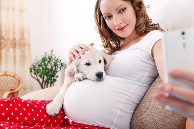 懷孕期間可以養狗而且要趁早（到底能不能養狗）11
