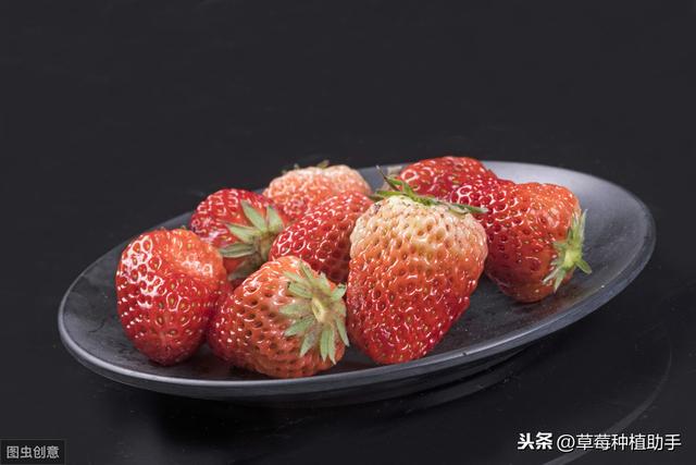 又大又好吃草莓是什麼品種（既貌美又好吃的草莓品種-紅玉）2