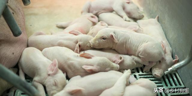 豬場正确養豬的方法（科學養豬技術系列專輯）5