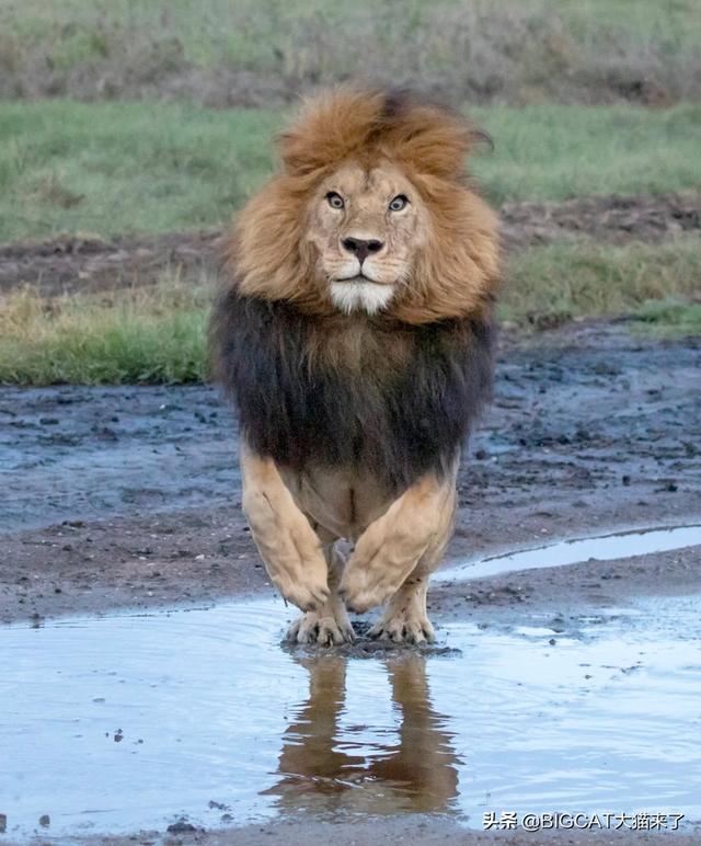 雄獅最大能長到多少斤（卻被5厘米深的小溪擋住去路）3