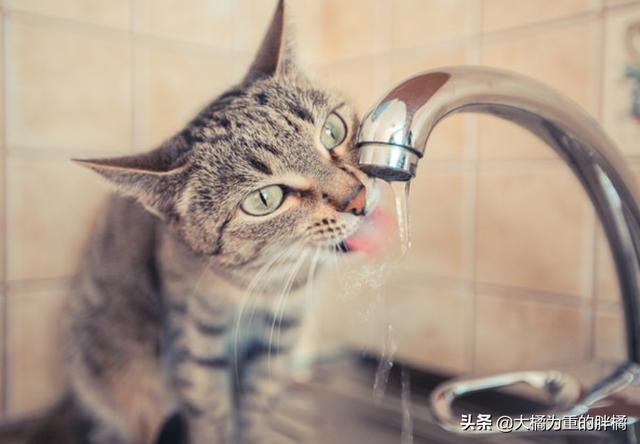貓咪不吃不喝能喝水嗎（貓咪不能喝生水）8
