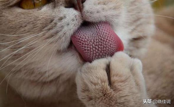 所有貓咪舌頭有倒刺嗎（它們舌頭上的小刺刺有大作用哦）7