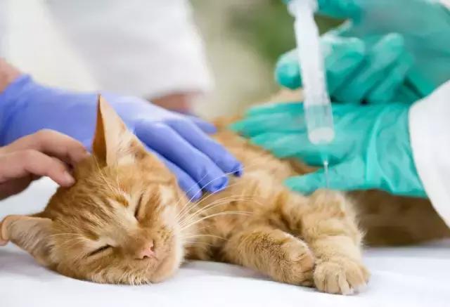 貓咪接種疫苗時間表（貓咪需要注射哪些疫苗）4