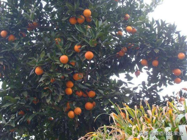 意大利血橙對皮膚的功效與作用（玫瑰血橙功效與食用禁忌）5