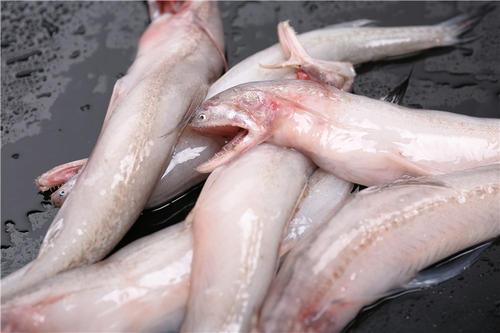 适合人工養殖的魚排名（老漁民推薦的這6種魚）5