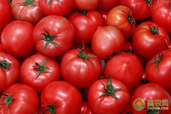 西紅柿的栽培技術要點（西紅柿的高産種植技術要點及注意事項）2