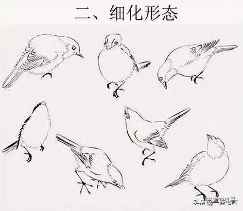 國畫飛翔的小鳥的畫法（國畫教程鳥兒的各種姿勢畫法）22