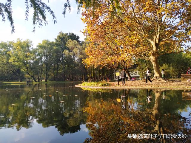 上海共青森林公園有什麼項目玩（強烈推薦-上海共青國家森林公園-超級适合散心遊玩以及睡覺）31