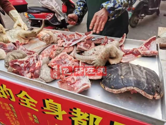 貴陽鳄龜交易市場（博白南城市場出現鳄龜肉）2