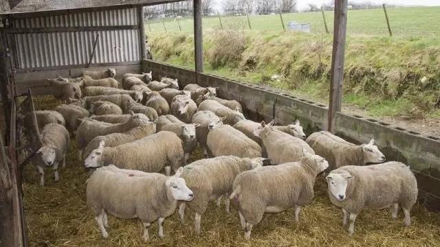 分享個人養羊經驗和養羊技術（老李養羊是如何籌備飼草的）6