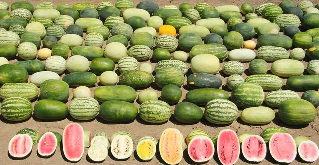 西瓜最好的品種是什麼（認清國内這6大優質品種）1