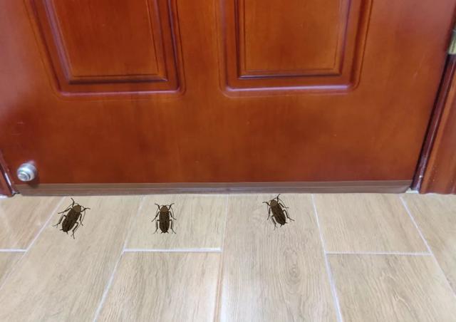 裝修房子怎麼防止有蟑螂（先裝門還是先鋪地闆）3