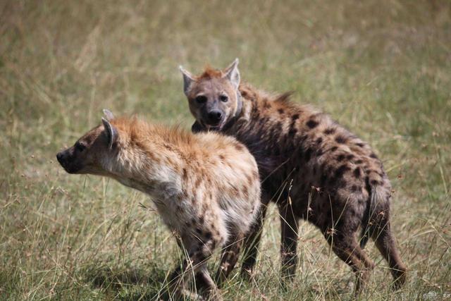 馴服體型巨大的鬣狗（非洲掏肛哥鬣狗非常殘暴）2