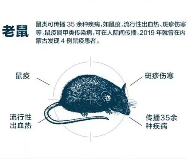 什麼方法捕捉老鼠最可靠（從老鼠的習性和房屋結構淺談如何捕捉老鼠）2