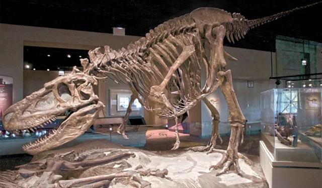 科學家是怎麼知道恐龍的樣子的（靠化石能分辨出恐龍是雄還是雌嗎）3
