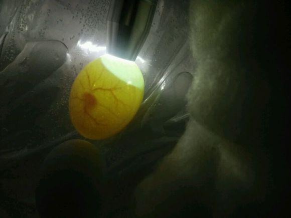 水床孵化雞蛋可以不翻蛋嗎（說一些我的水床孵化雞蛋經驗）4