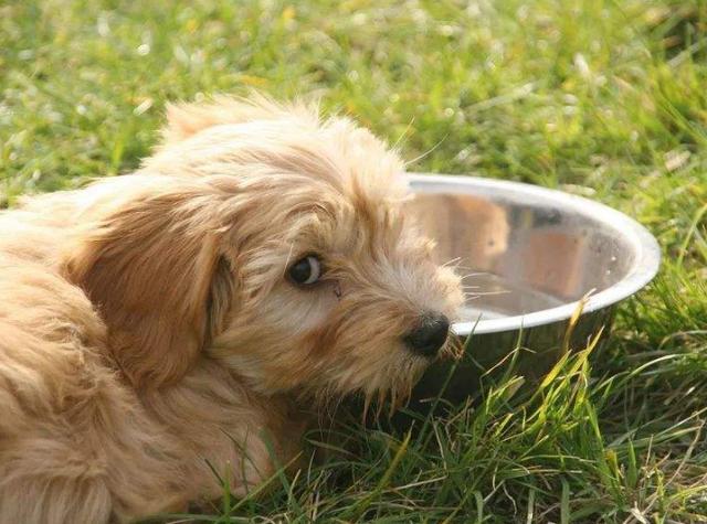 四個月的狗狗為什麼總大量喝水（如果它一直喝水）6