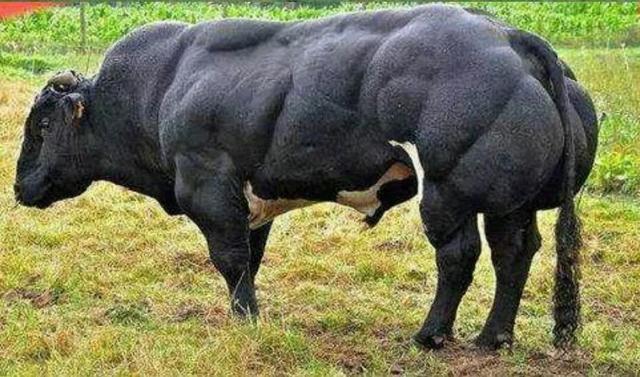 世界上十大最強壯的牛（盤點世界上最獨特的牛）1