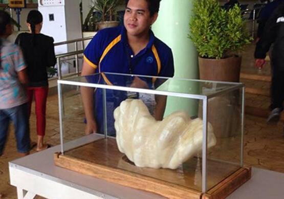 世界上最大的珍珠是從哪兒來的（菲律賓珍珠重34公斤）2