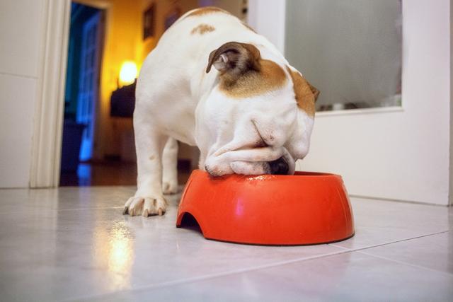 怎麼治好狗狗不吃飯的症狀