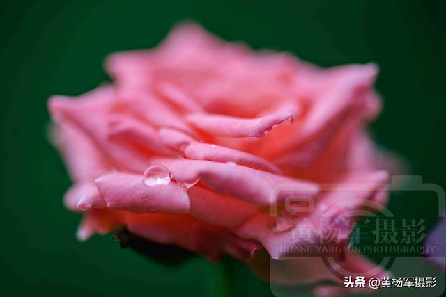 有玫瑰花香的花有哪些（玫瑰花開的爛漫之美）2
