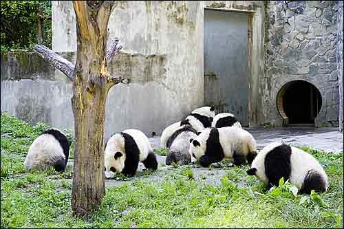 卧龍大熊貓自然保護區海拔多少（1983年3月18日熊貓之鄉）4