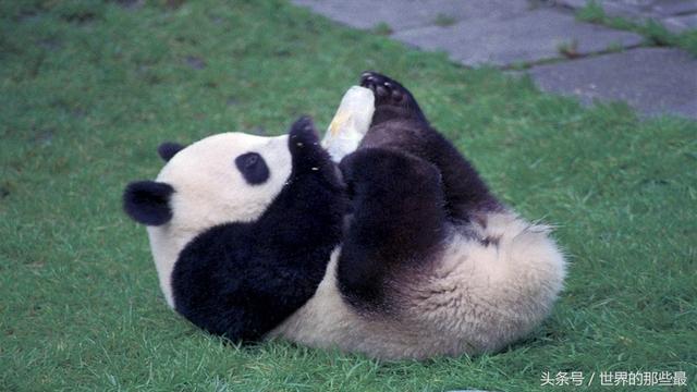 為什麼大熊貓被稱為食鐵獸