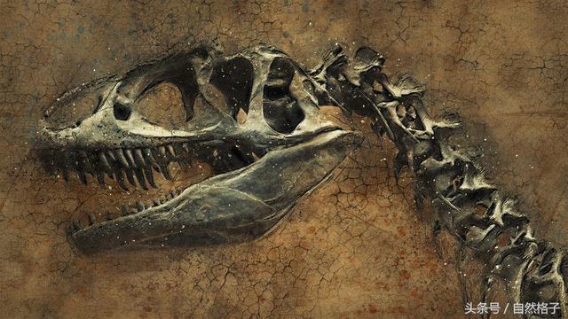 探索恐龍外形與食性的關系