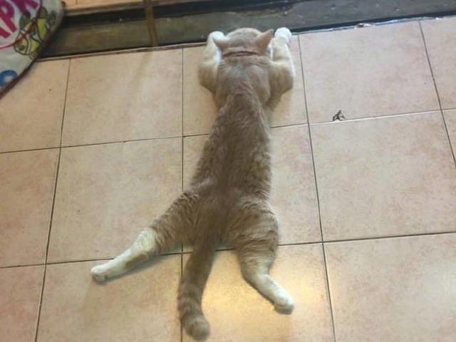 貓咪趴在地上搖尾巴是怎麼回事（貓咪上演葛優躺）1