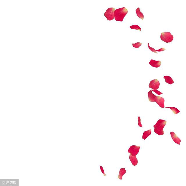 你知道玫瑰花的花語是什麼嗎（不同的數量代表不同的愛）6
