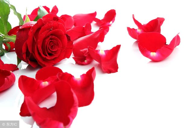 你知道玫瑰花的花語是什麼嗎（不同的數量代表不同的愛）9