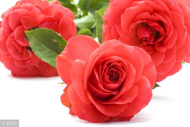 你知道玫瑰花的花語是什麼嗎（不同的數量代表不同的愛）16