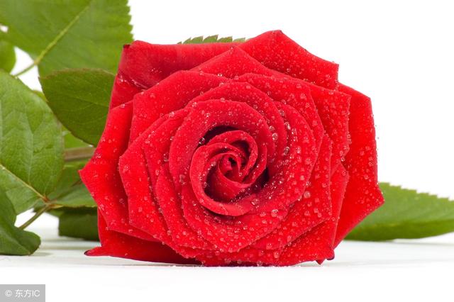 你知道玫瑰花的花語是什麼嗎（不同的數量代表不同的愛）20