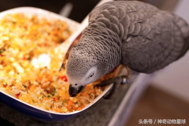 小型鹦鹉吃什麼食物最健康（适合鹦鹉的五大富含維他命食物）1