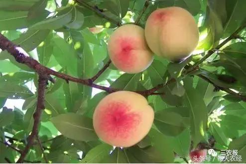 桃樹病蟲害防治一覽表（近期桃樹常發的三種病害你能分清嗎）1