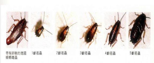 全世界有幾種蟑螂