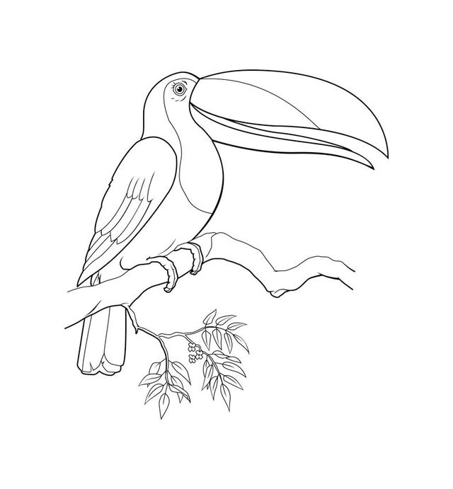 白鹭風筝的畫法簡筆畫（鳥兒的簡筆畫線稿）4